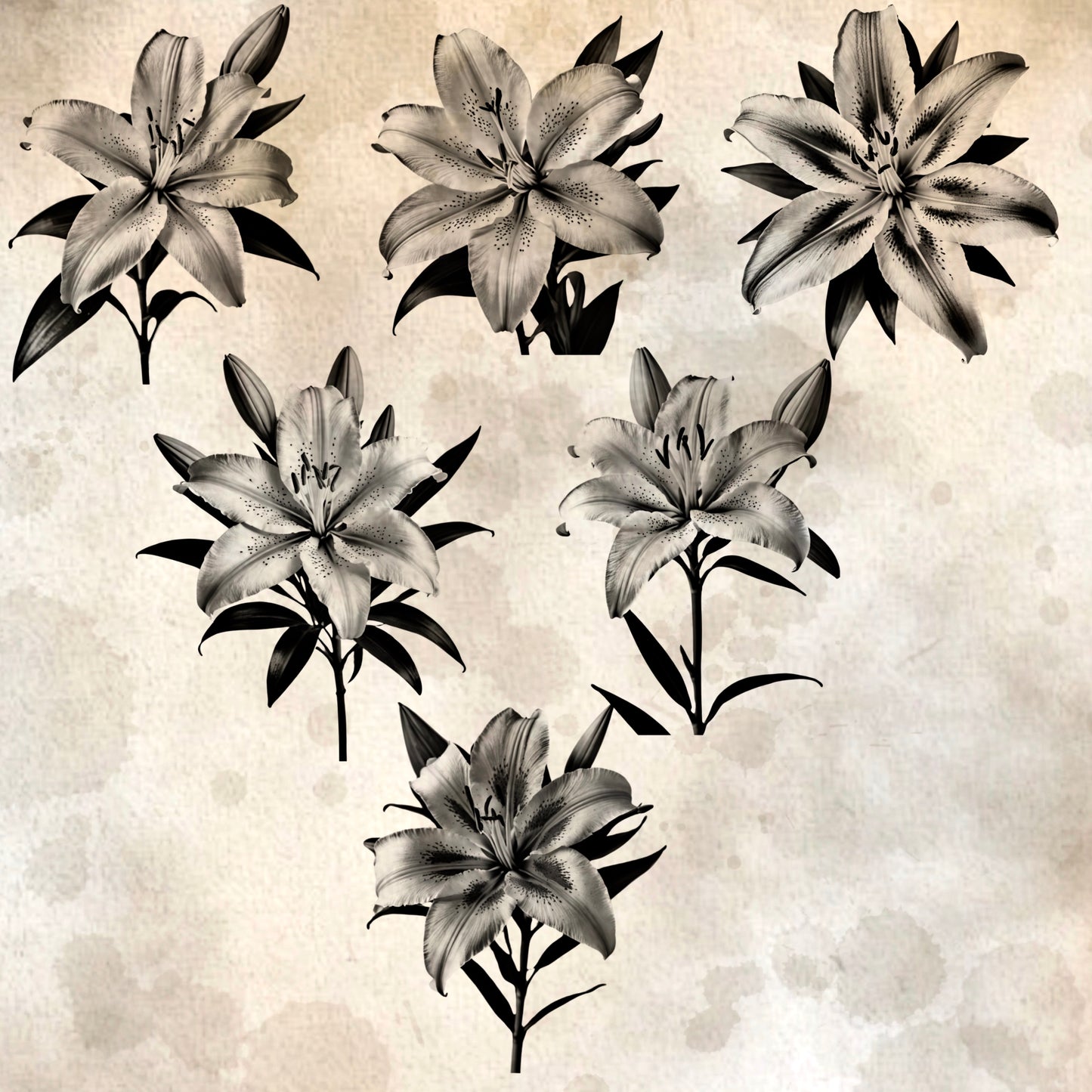 Procreate stamp set of realistic lily flowers in multiple bloom angles for tattoo art